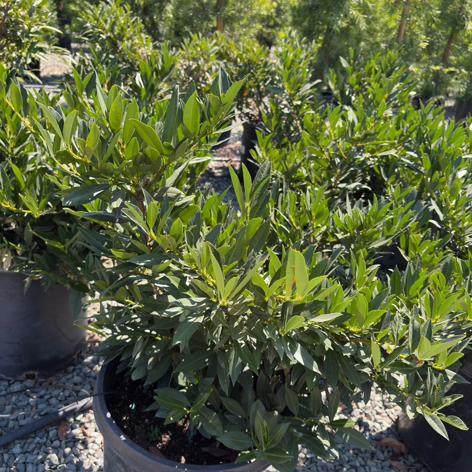 Otto Luyken English Laurel - Image 2