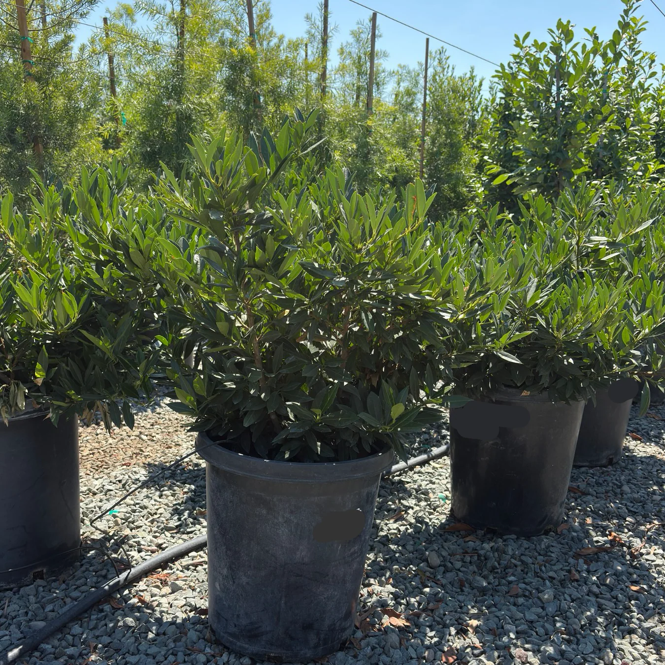 Otto Luyken English Laurel - Image 1