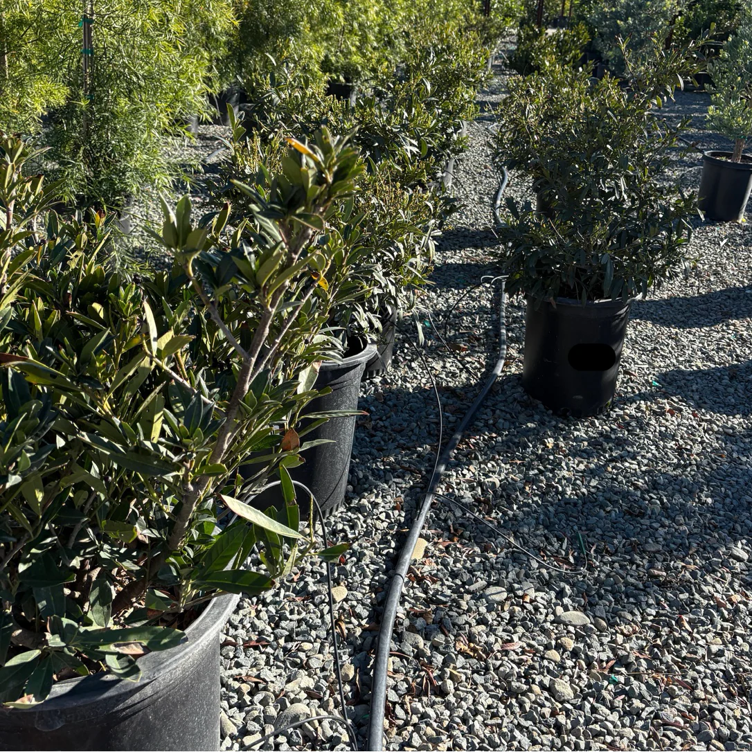 Otto Luyken English Laurel - Image 3