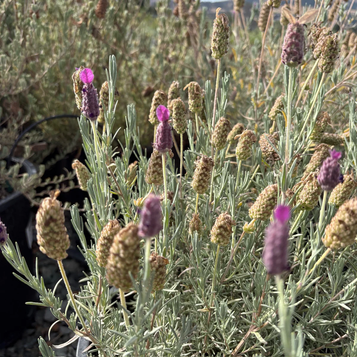 Otto Quast Spanish Lavender - Image 3