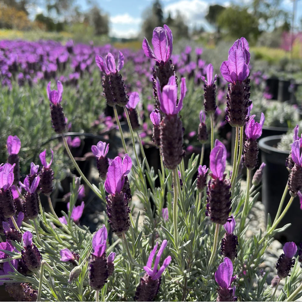 Otto Quast Spanish Lavender - Image 1