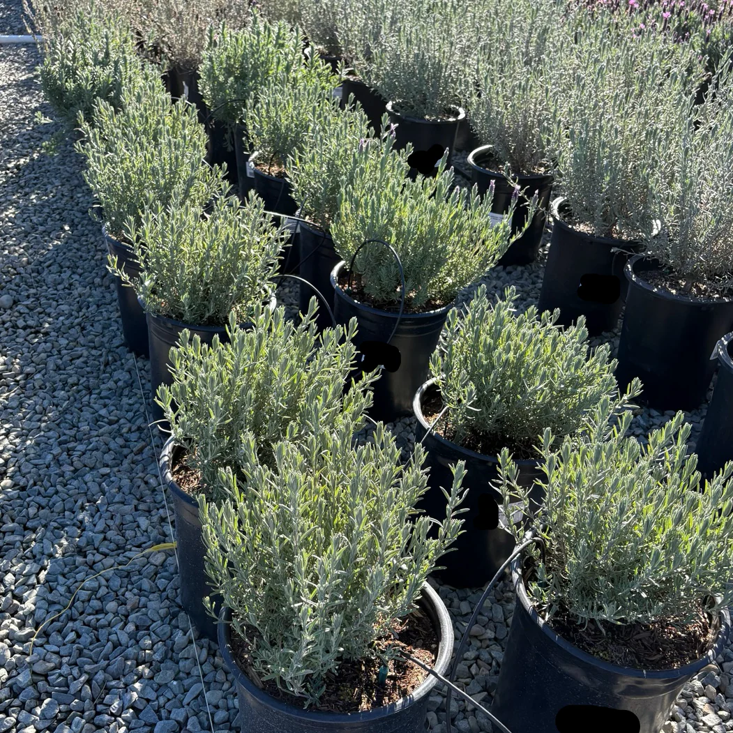 Otto Quast Spanish Lavender - Image 2