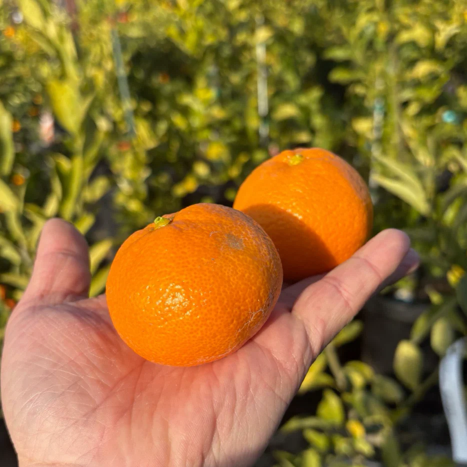 Owari Satsuma Mandarin - Image 1