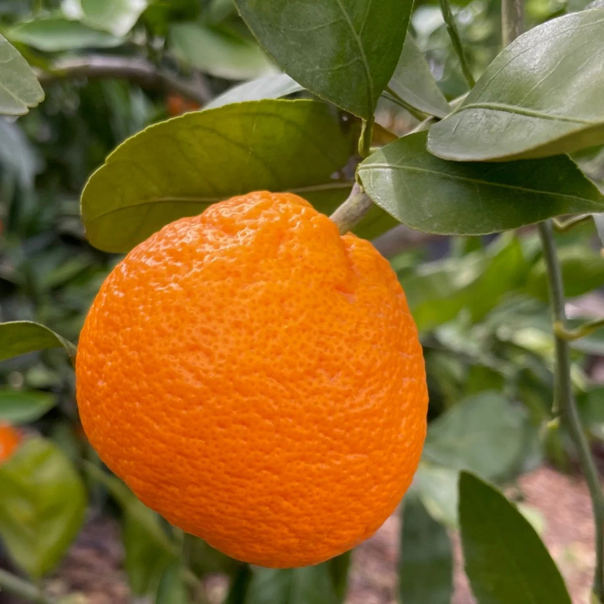 Owari Satsuma Mandarin - Image 2