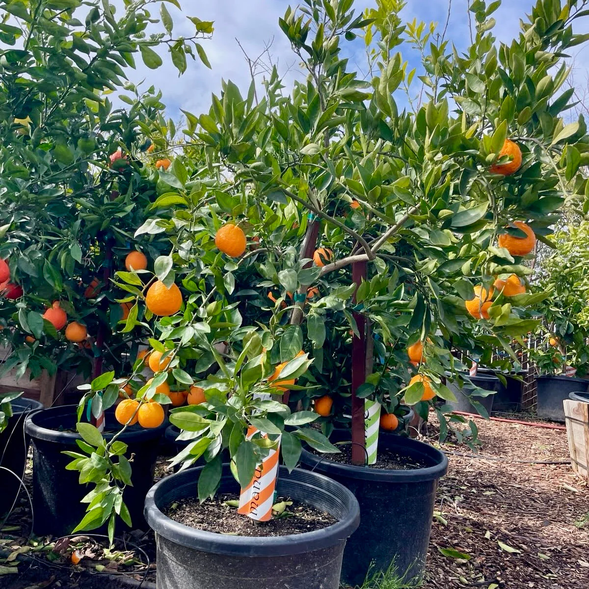 Owari Satsuma Mandarin - Image 3