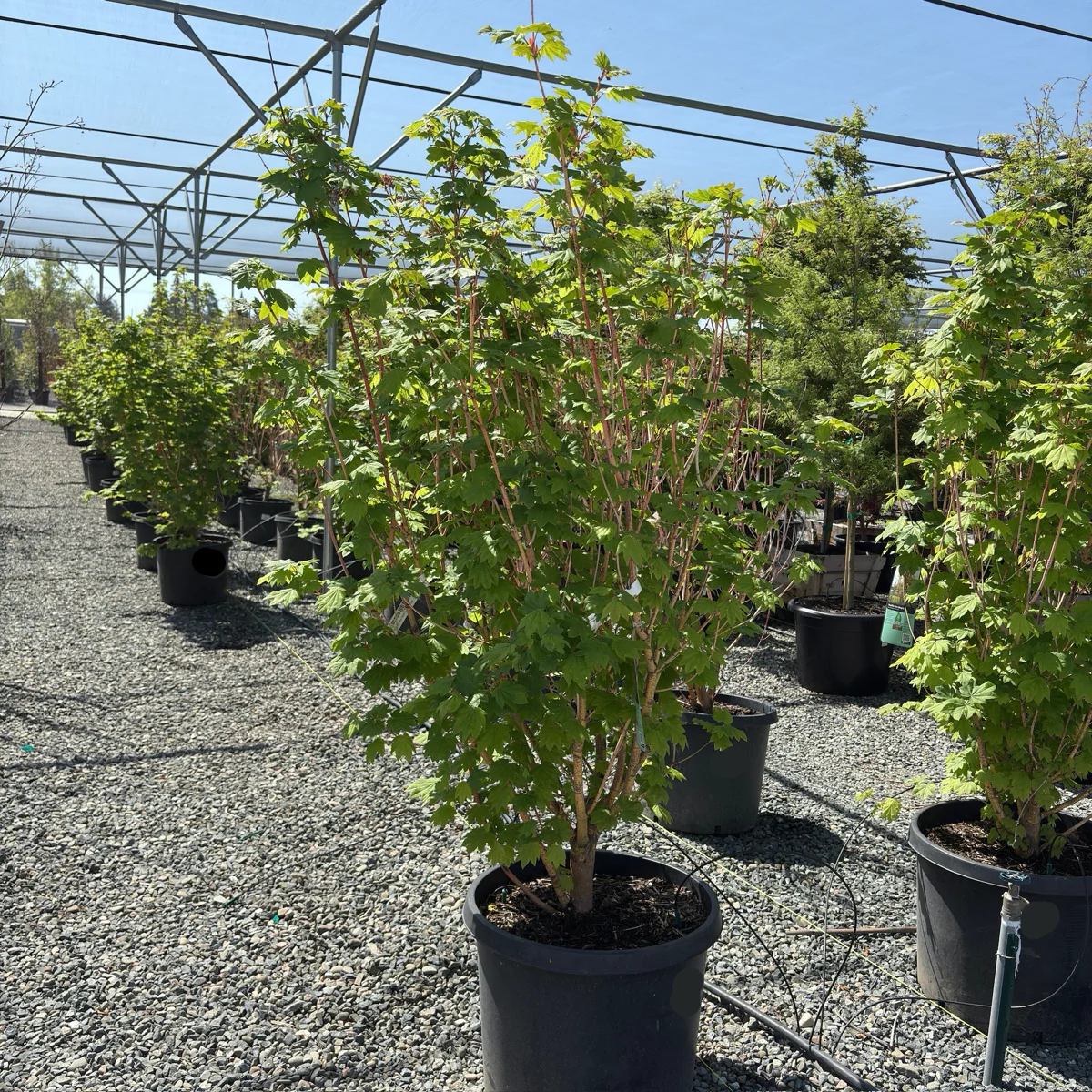 Pacific Fire Vine Maple