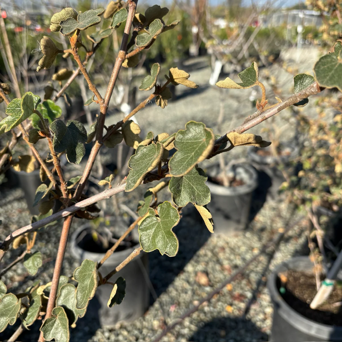 Pacific Sunset Hybrid Flannel Bush - Image 3