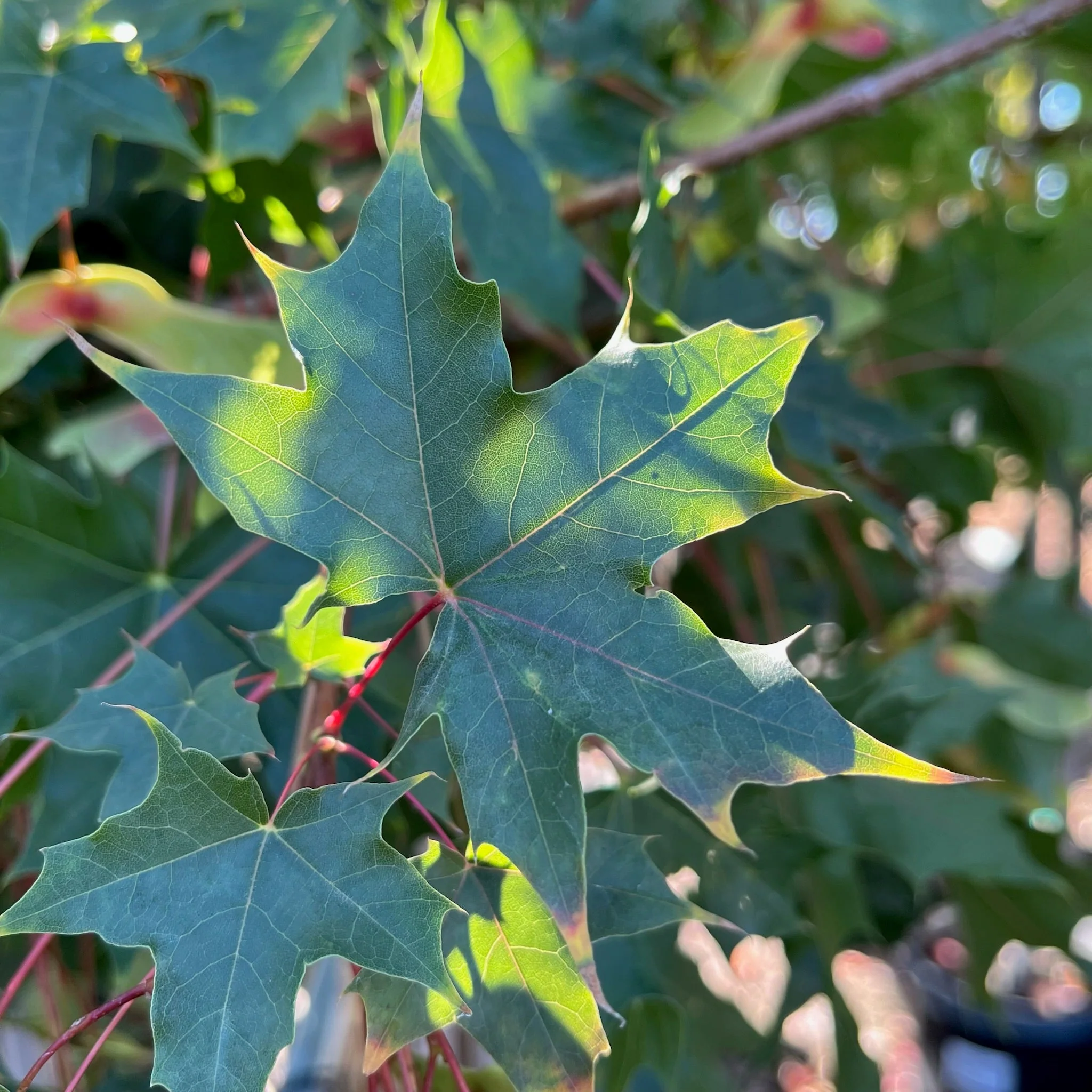 Pacific Sunset Maple - Image 1