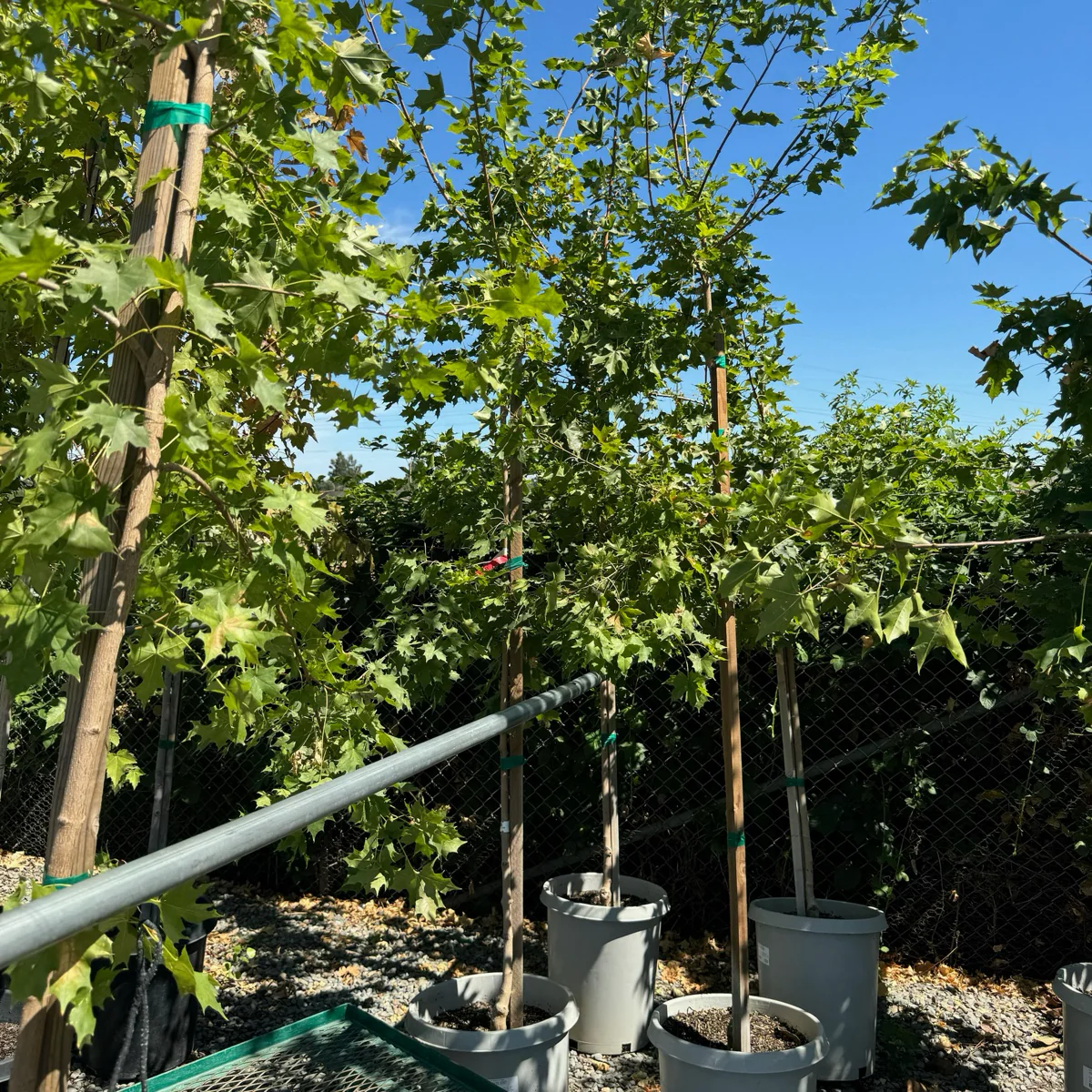 Pacific Sunset Maple - Image 2