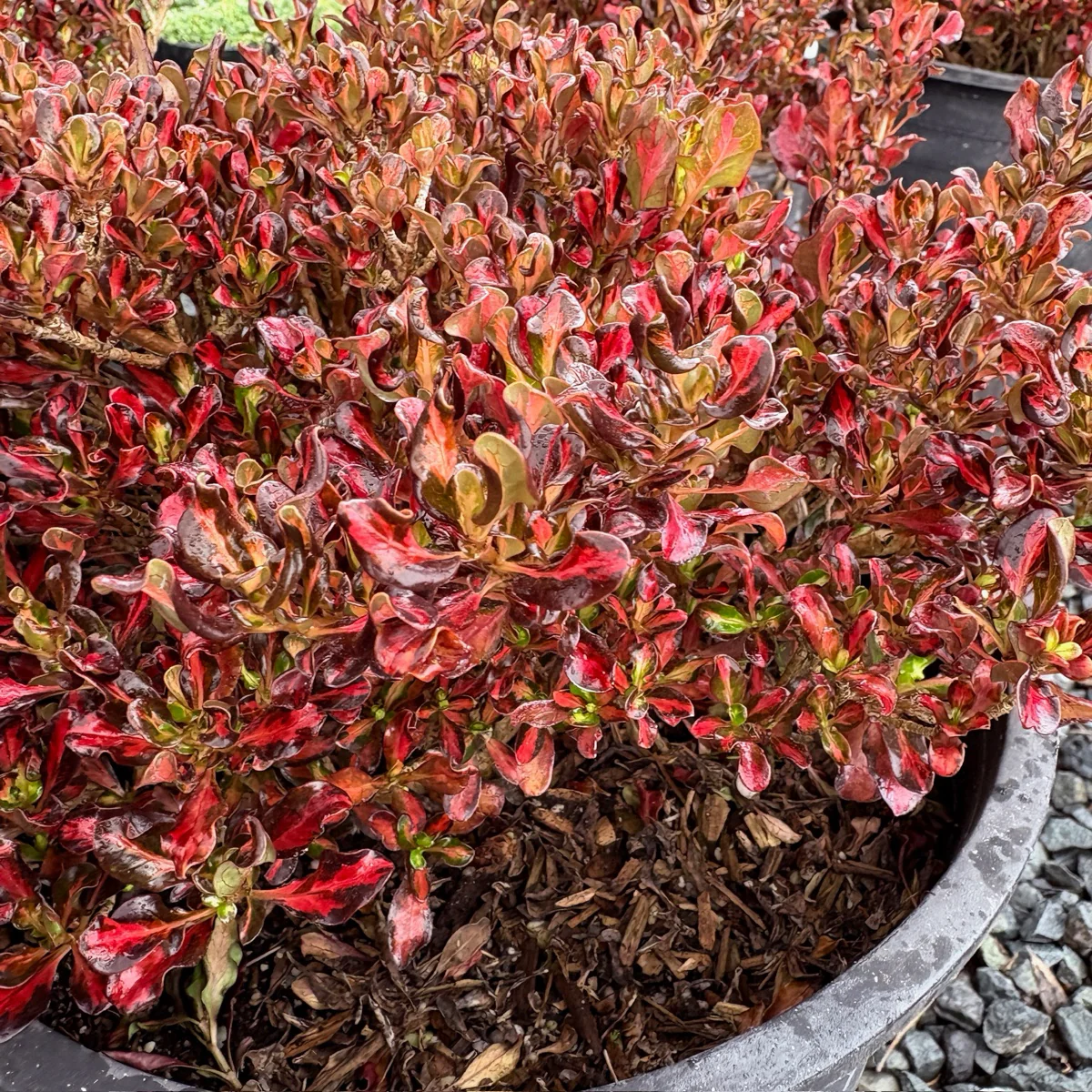Pacific Sunset Mirror Plant - Image 1