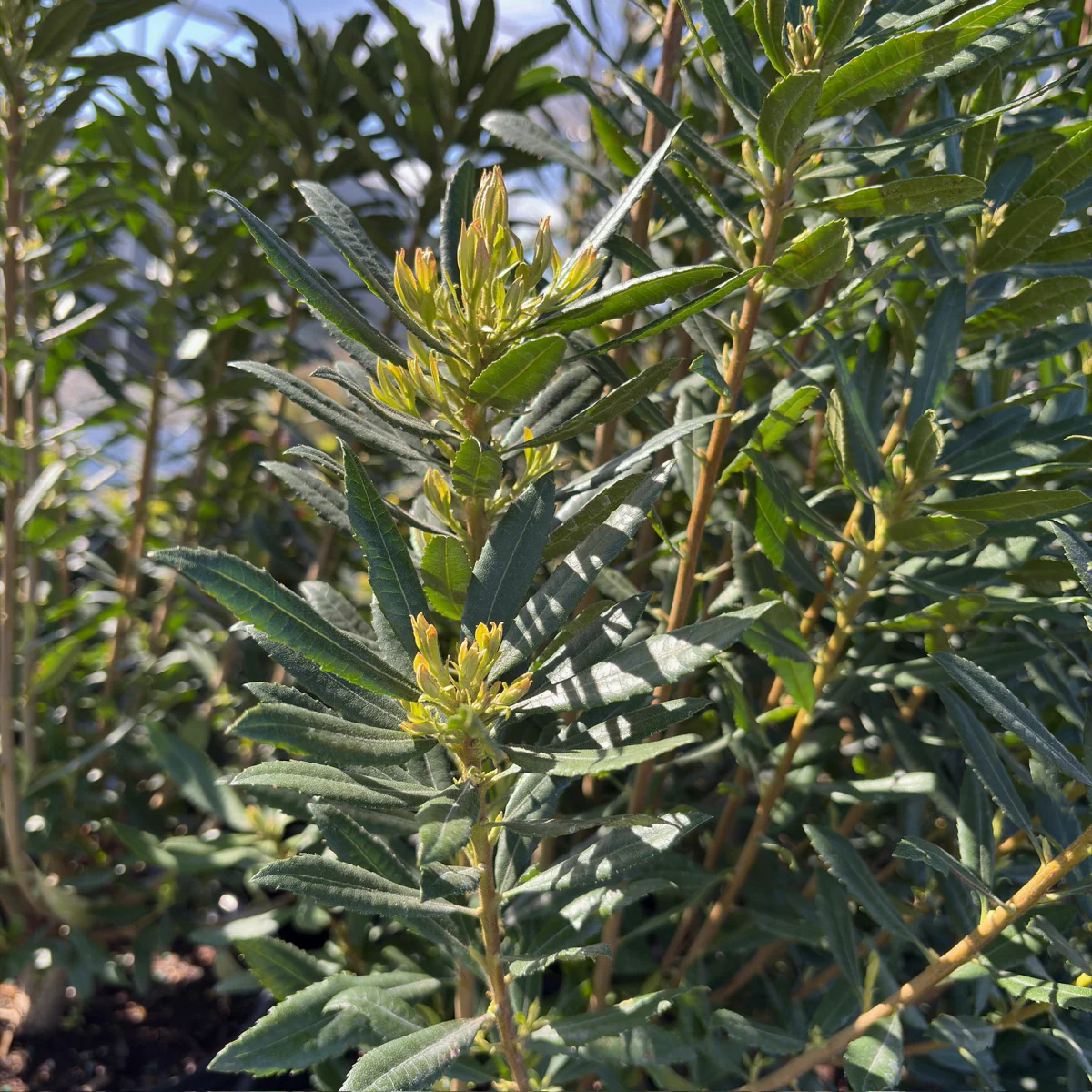 Pacific Wax Myrtle - Image 2