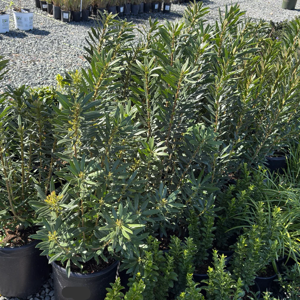 Pacific Wax Myrtle - Image 3