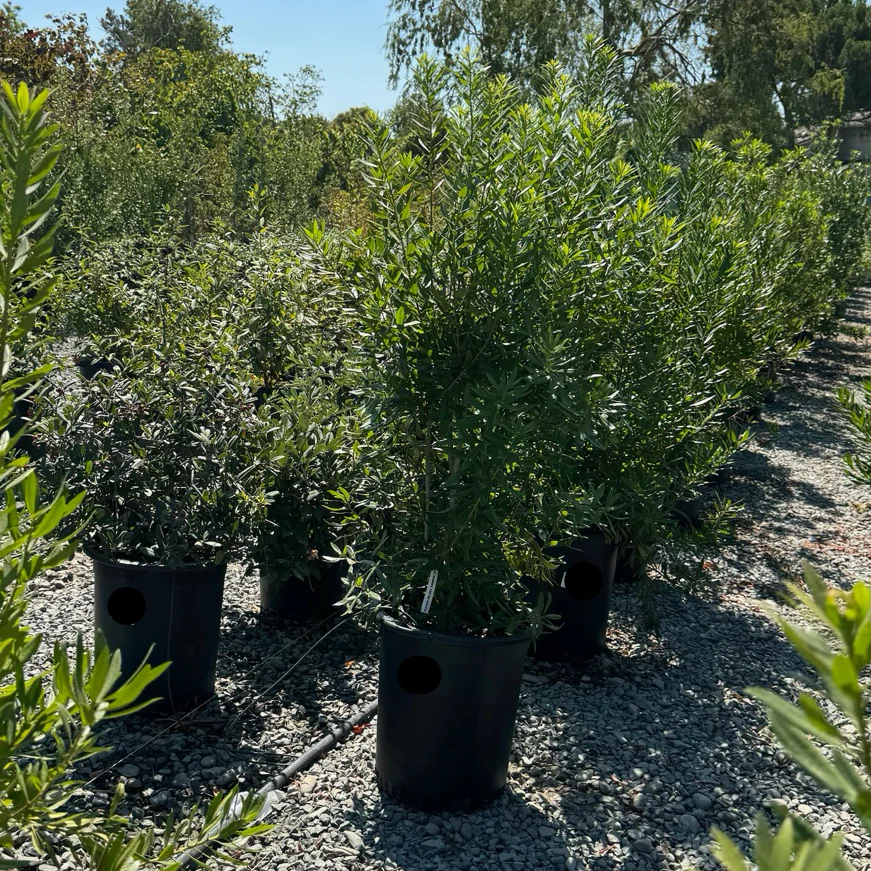 Pacific Wax Myrtle - Image 1