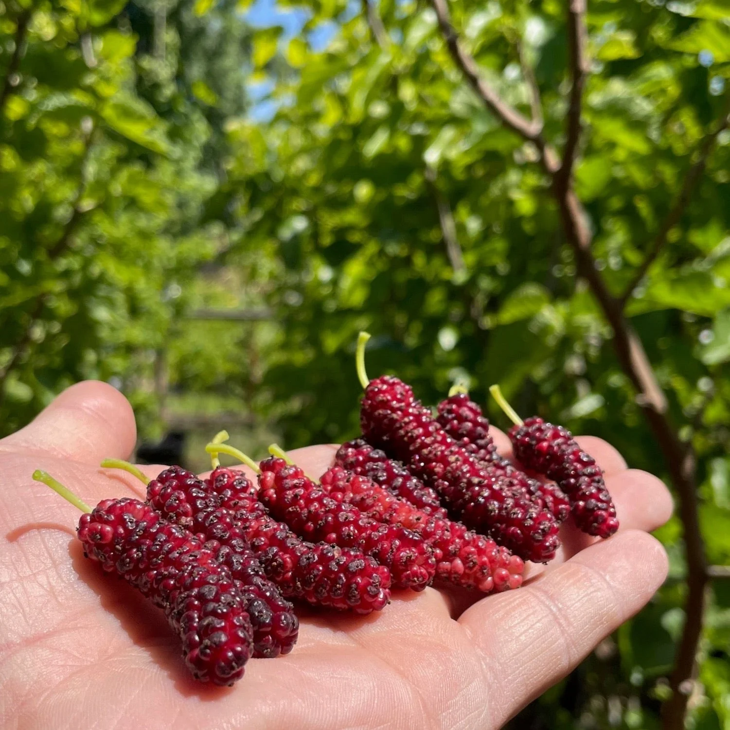 Pakistan Long Mulberry - Image 2