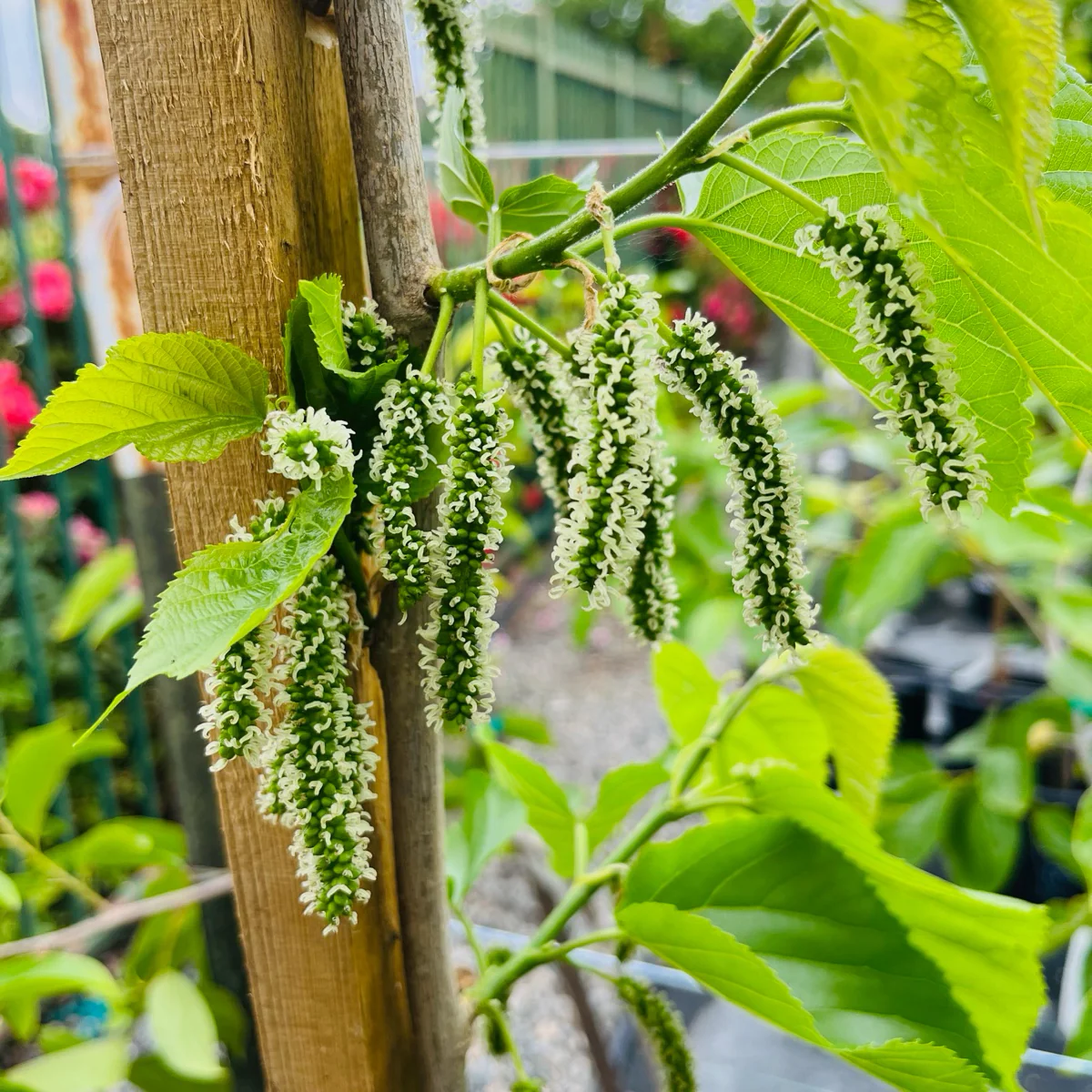 Pakistan Long Mulberry - Image 3