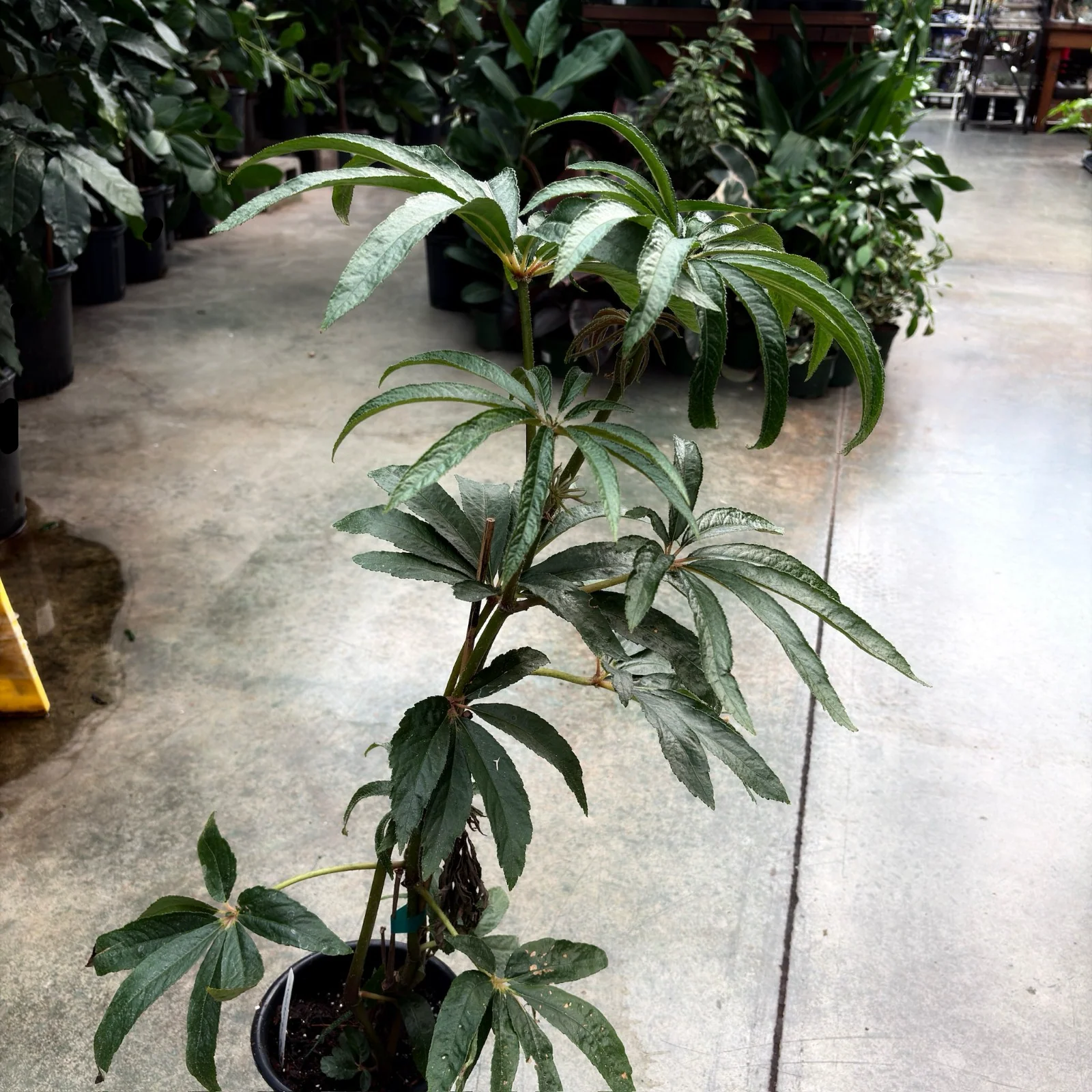 Palm Leaf Begonia - Image 2