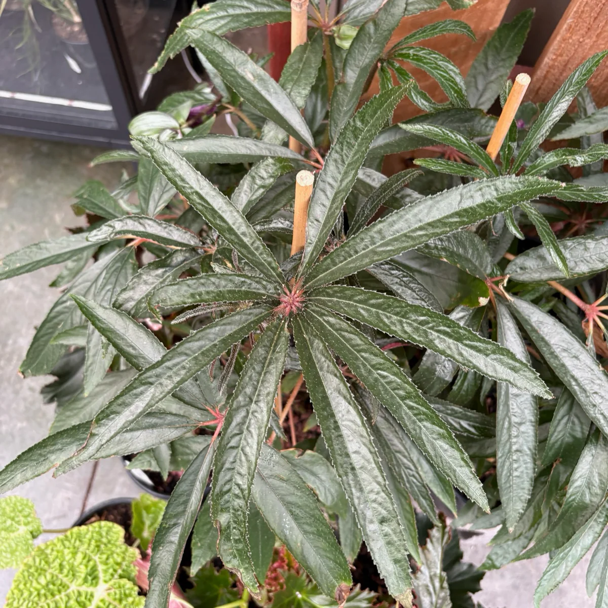Palm Leaf Begonia - Image 3