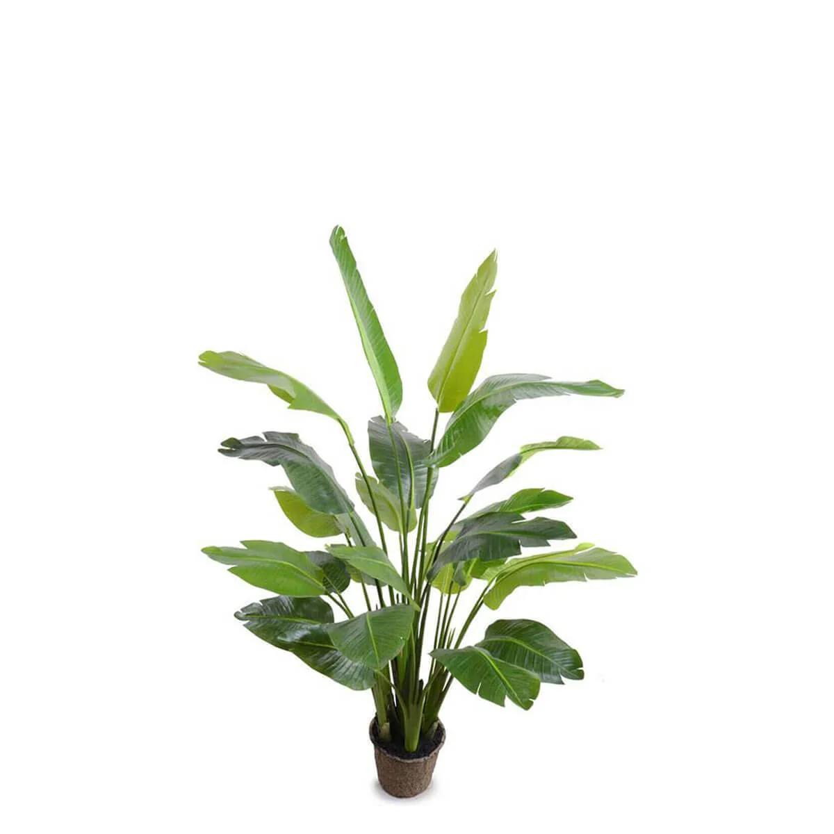 Traveler’s Palm Tree 5.5′