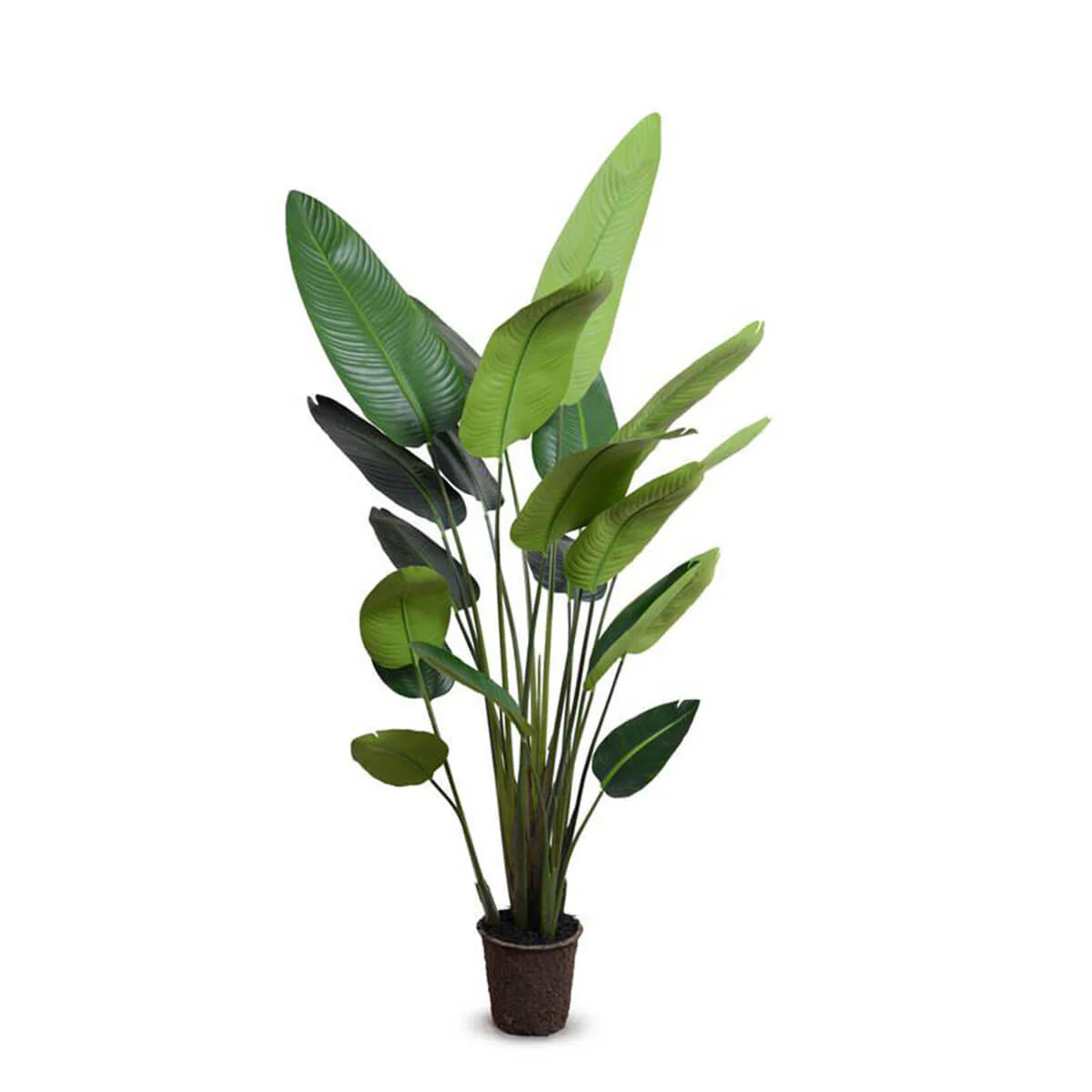 Traveler’s Palm Tree