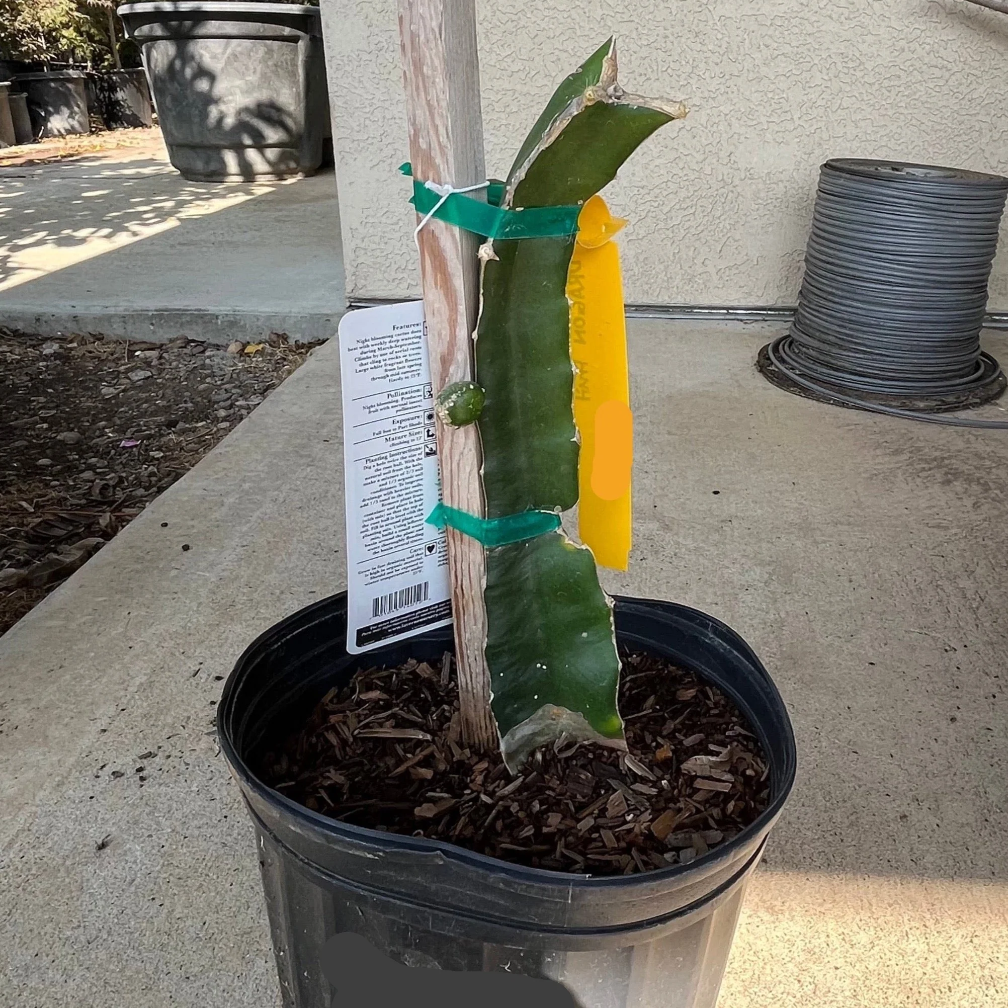 Palora Dragon Fruit - Image 2