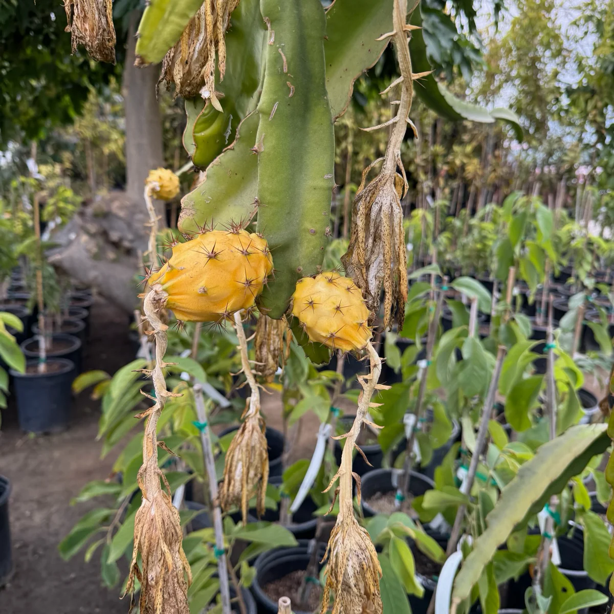 Palora Dragon Fruit - Image 1