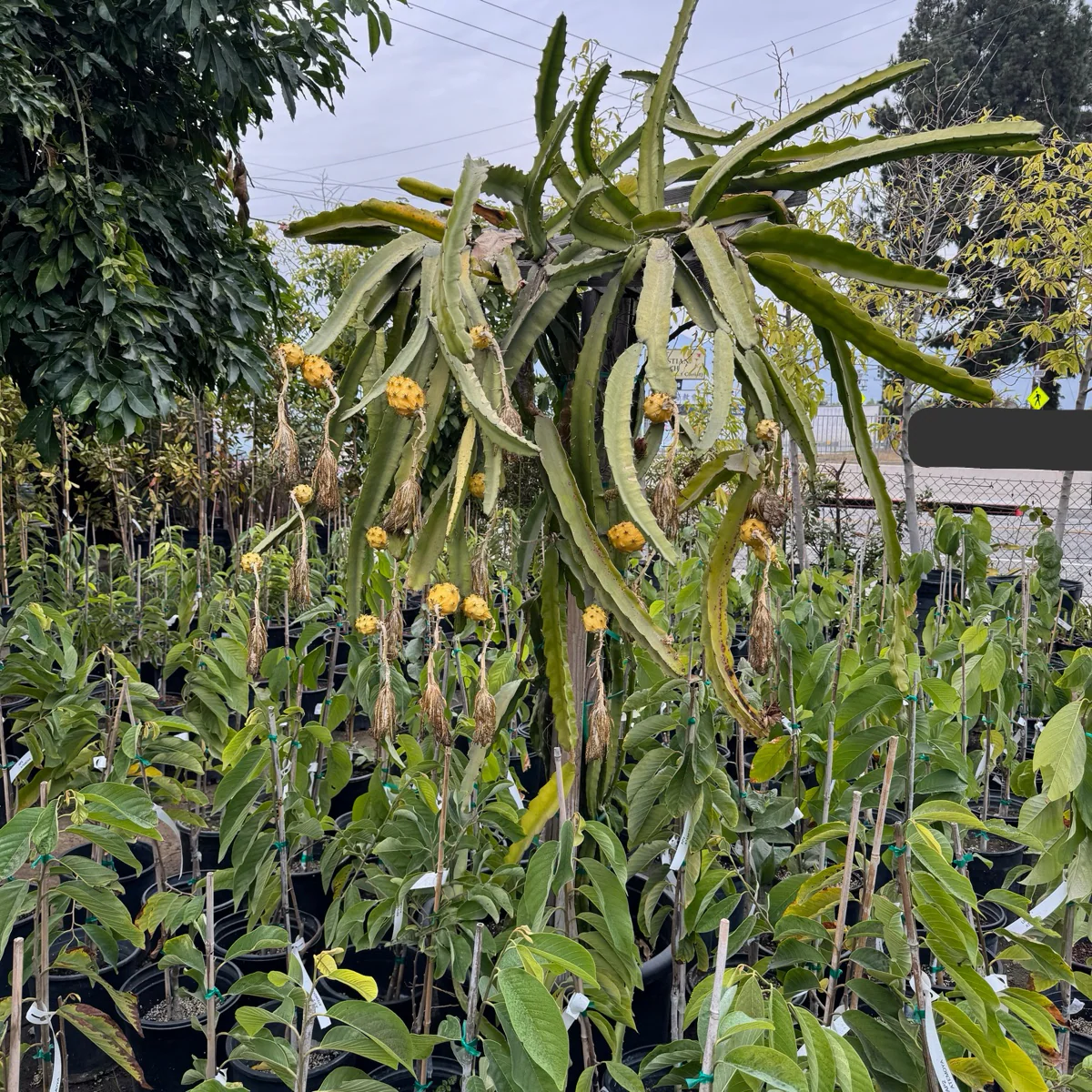Palora Dragon Fruit - Image 3