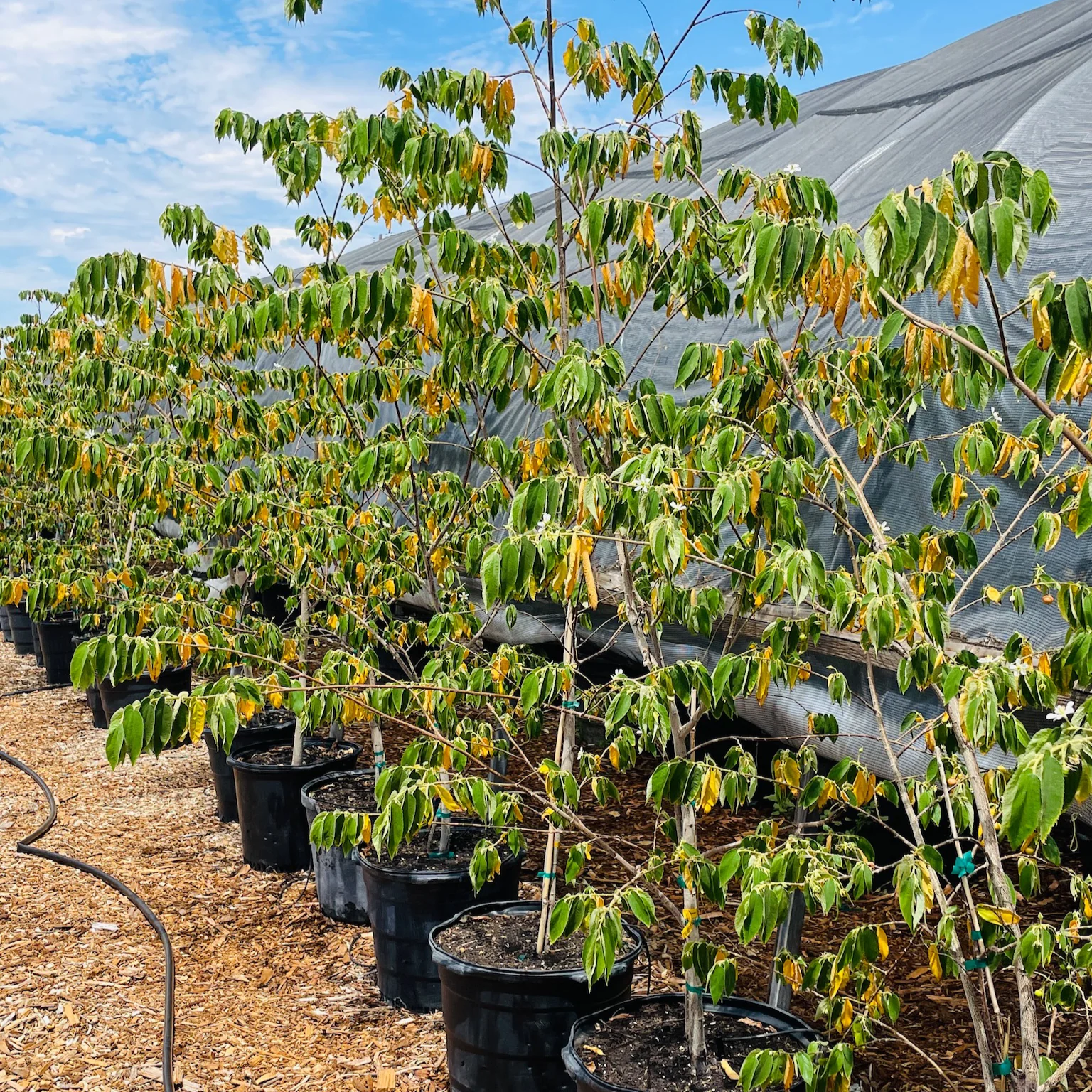 Panama Berry - Image 1