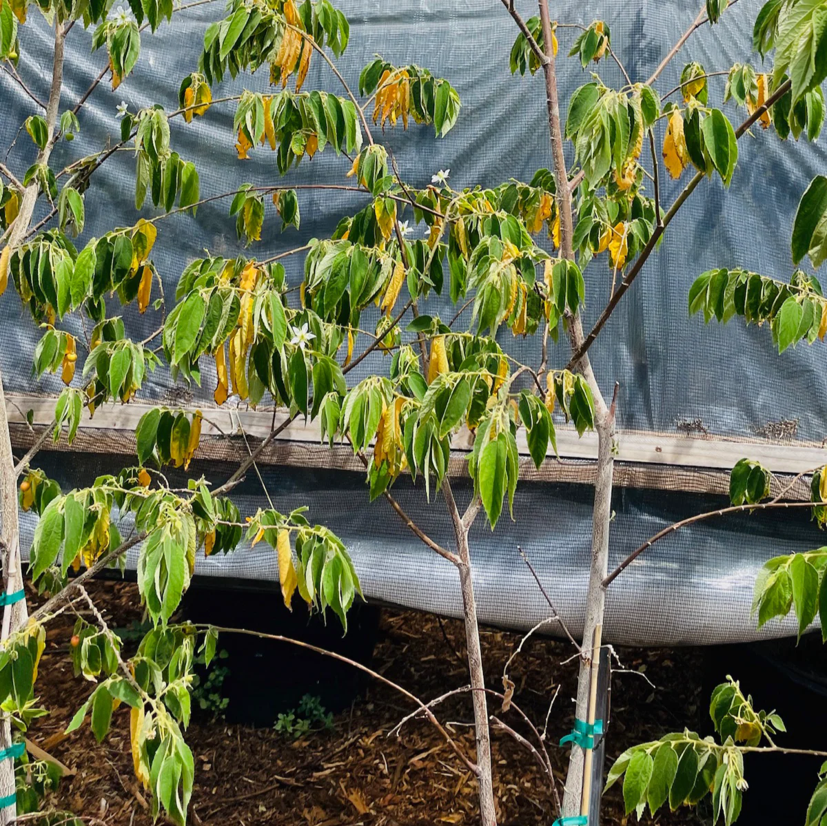 Panama Berry - Image 3
