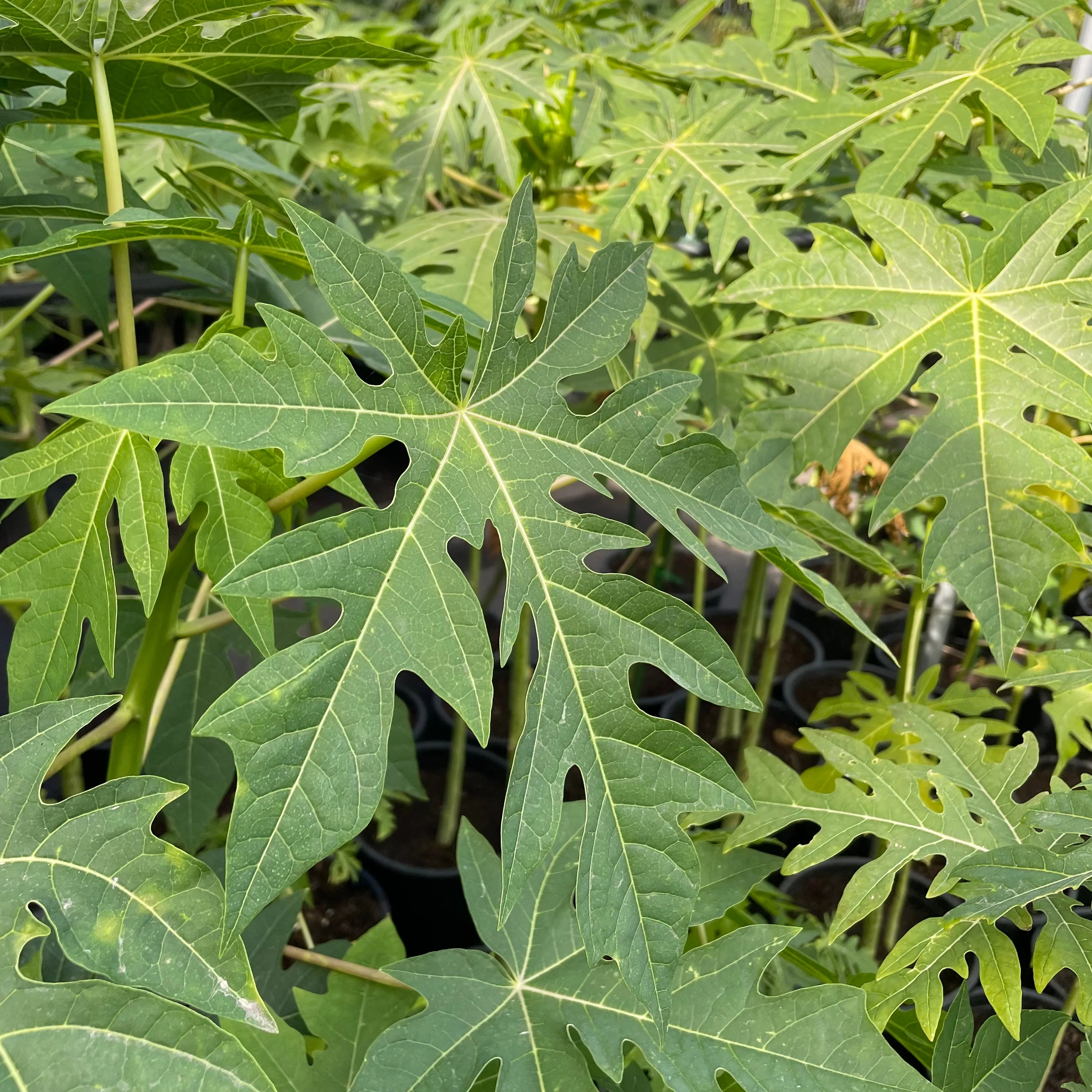 Papaya - Image 2