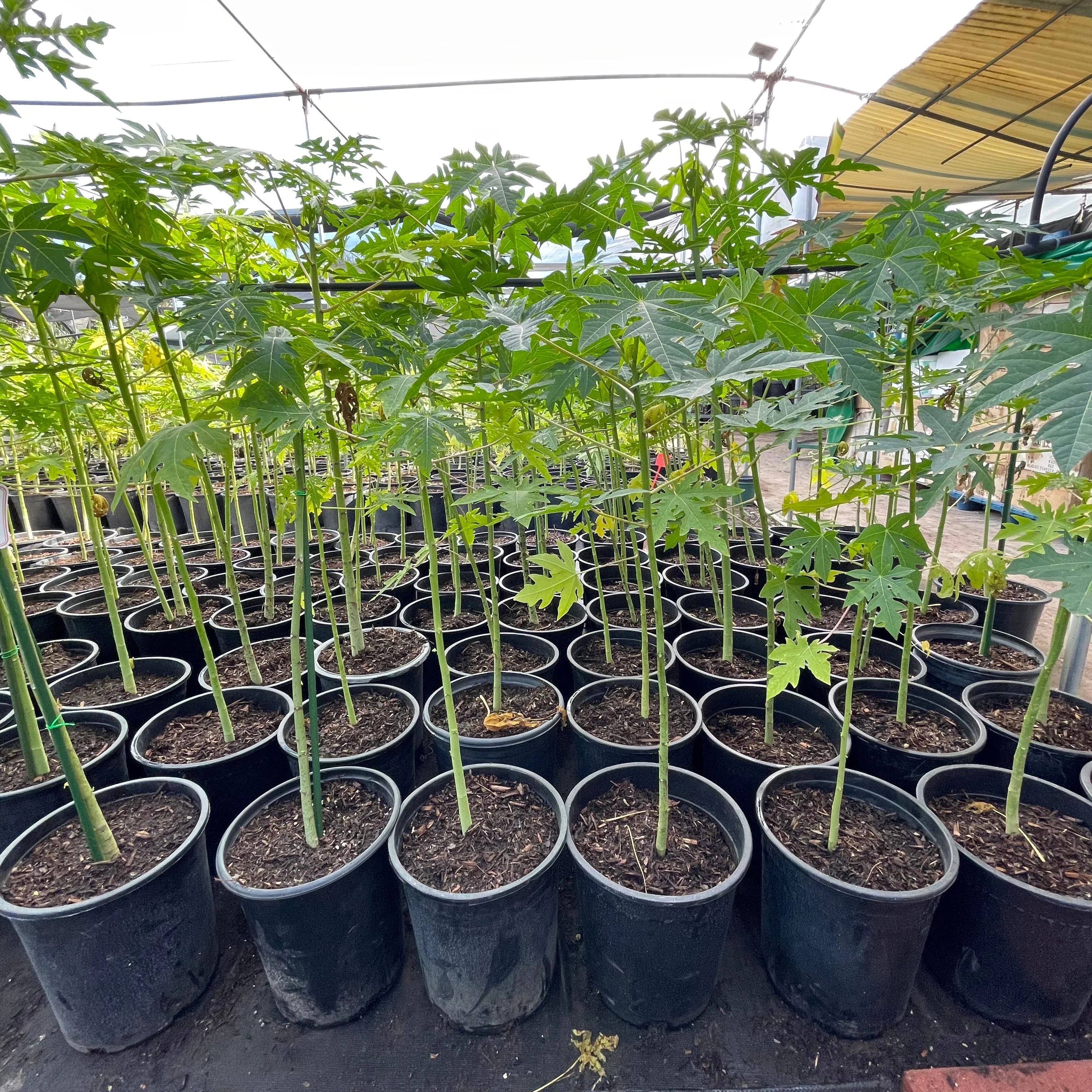 Papaya - Image 1