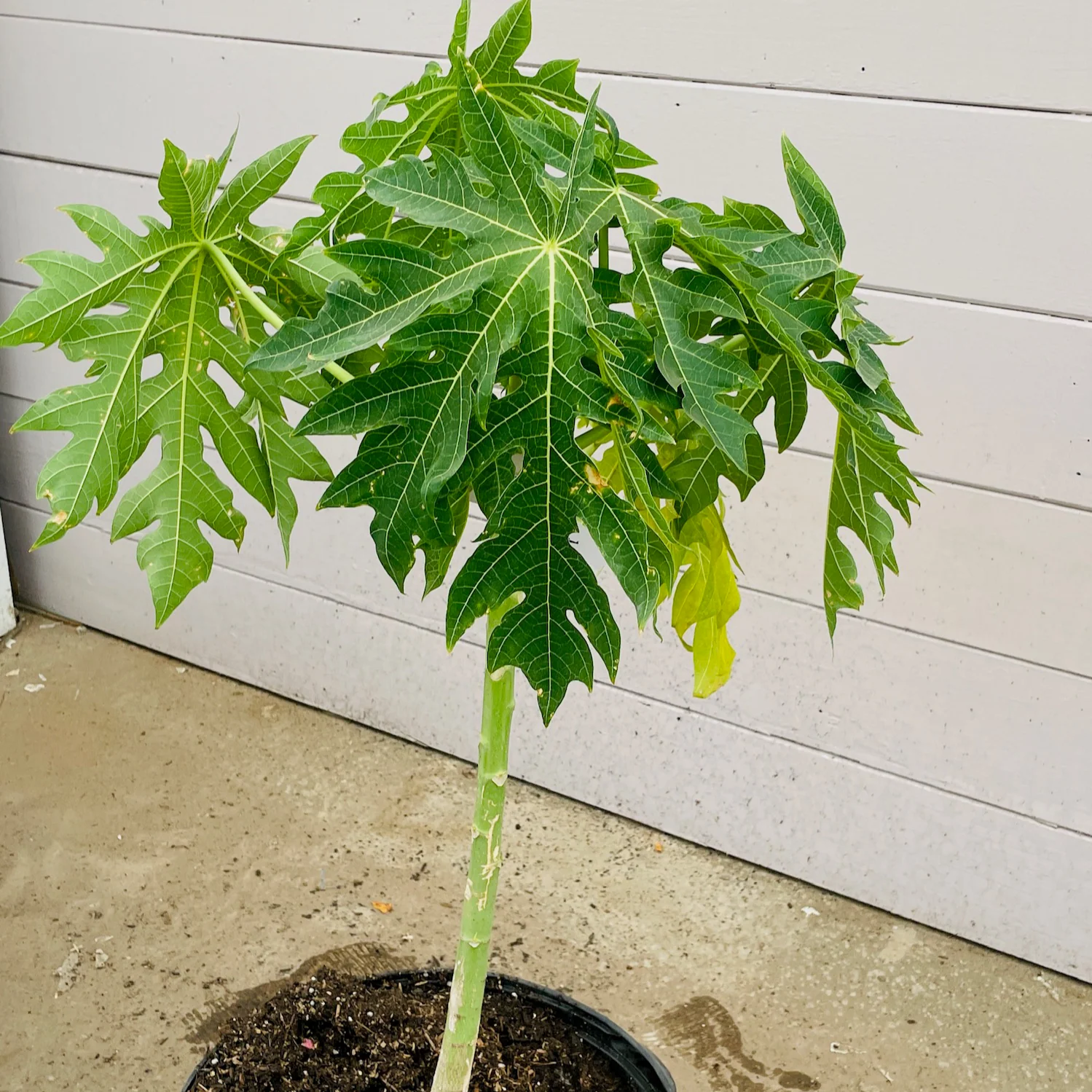 Papaya - Image 3