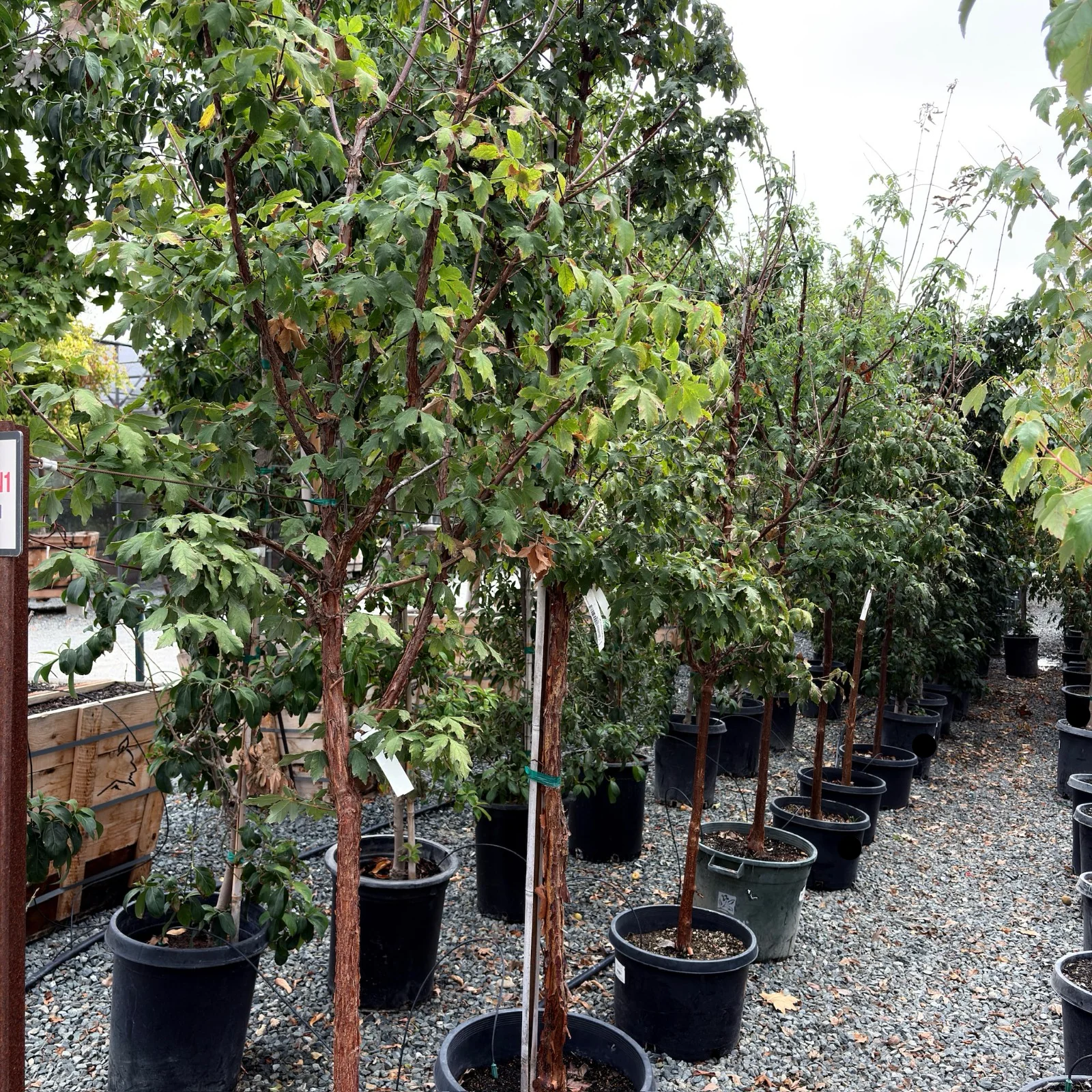 Paperbark Maple - Image 2