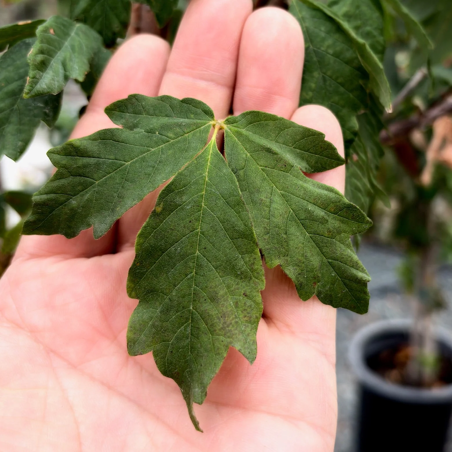 Paperbark Maple - Image 1