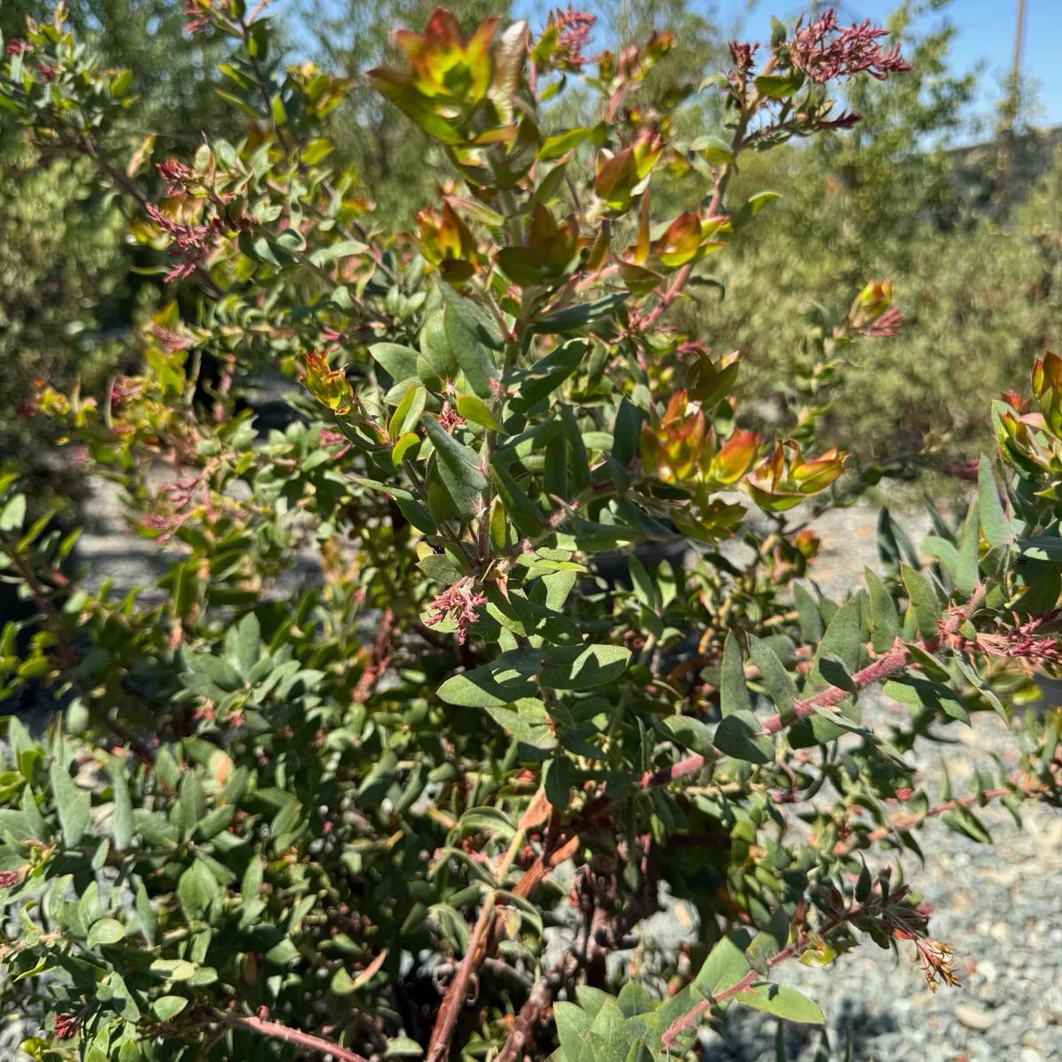 Paradise Pajaro Manzanita - Image 2