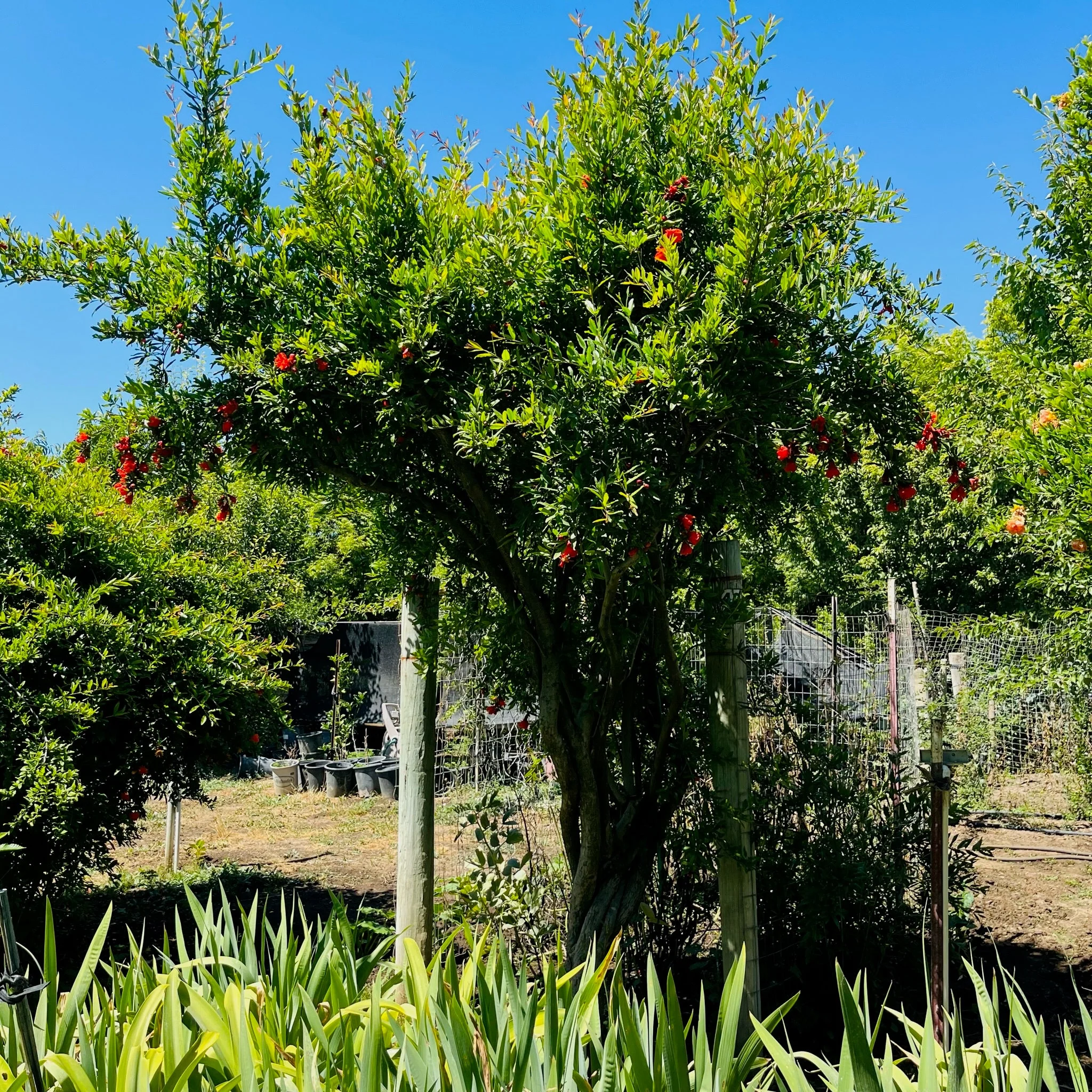 Parfianka Pomegranate - Image 2