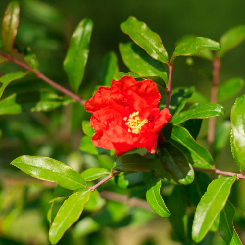Parfianka Pomegranate - Image 3