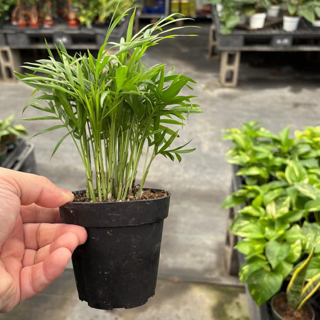 Parlor Palm - Image 1