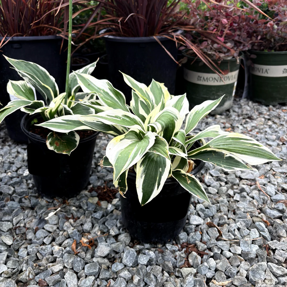 Patriot Plantain Lily - Image 3