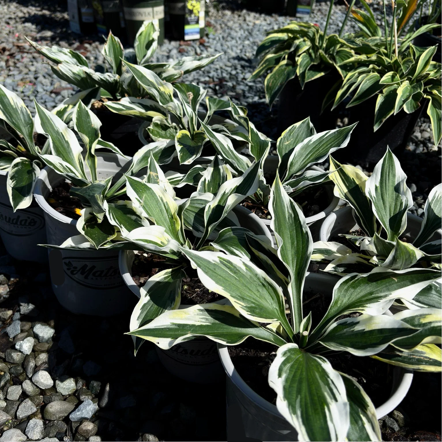 Patriot Plantain Lily - Image 2