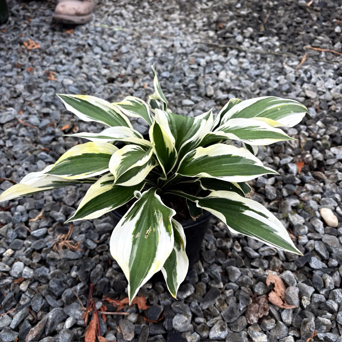 Patriot Plantain Lily