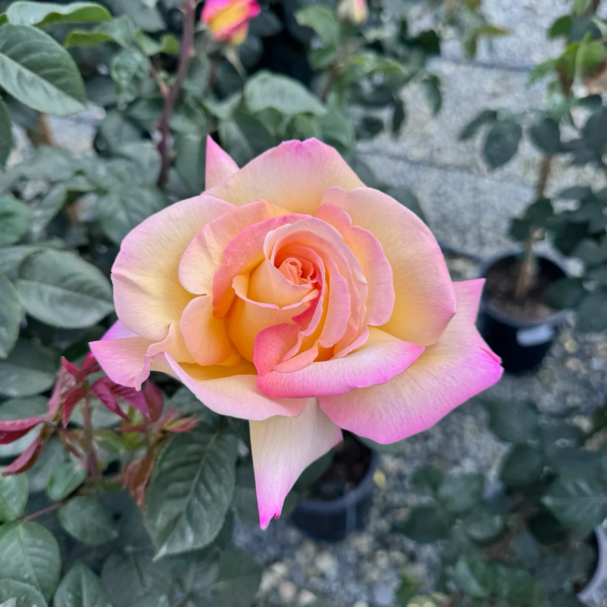 Peace Hybrid Tea Rose - Image 1