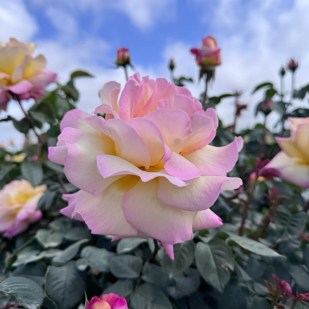 Peace Hybrid Tea Rose - Image 2
