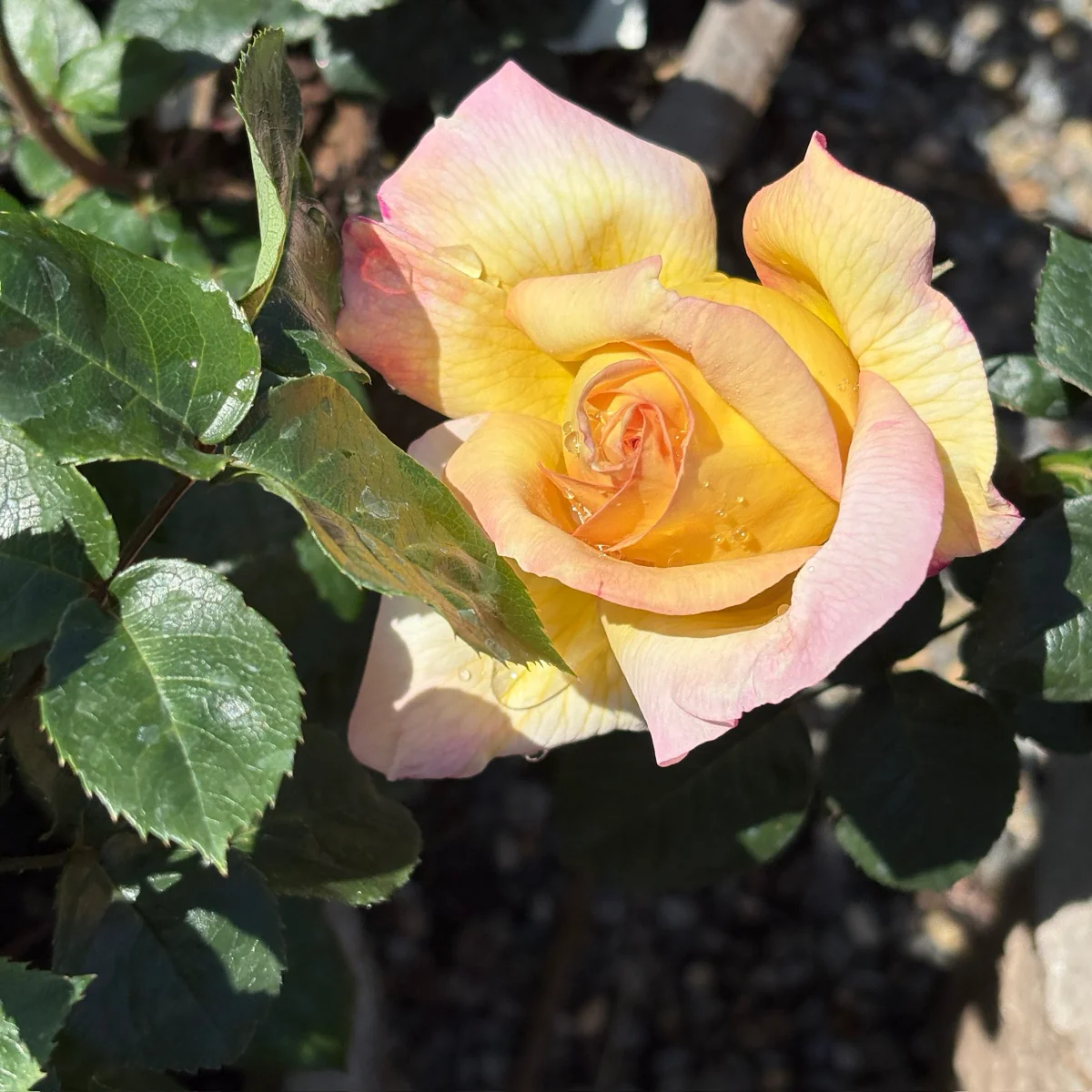 Peace Hybrid Tea Rose - Image 3