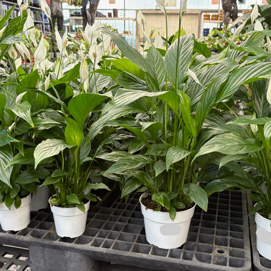 Peace Lily