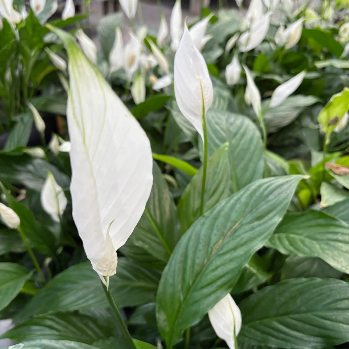 Peace Lily - Image 2