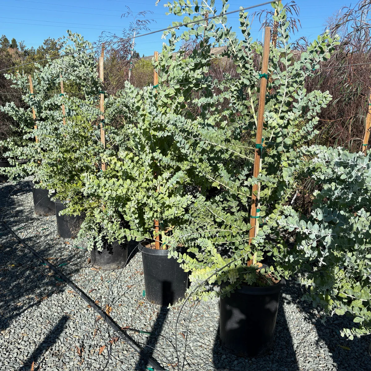 Pearl Acacia - Image 3