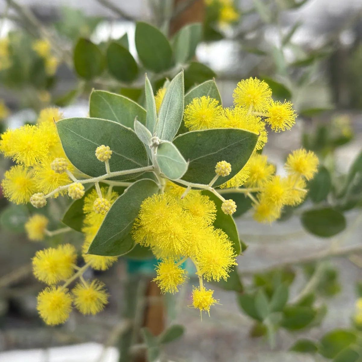 Pearl Acacia - Image 2