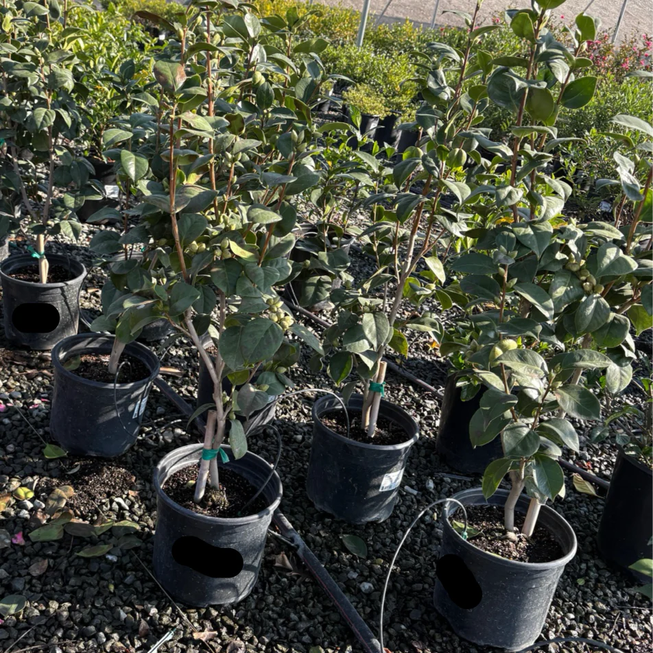 Pearl Maxwell Camellia - Image 2