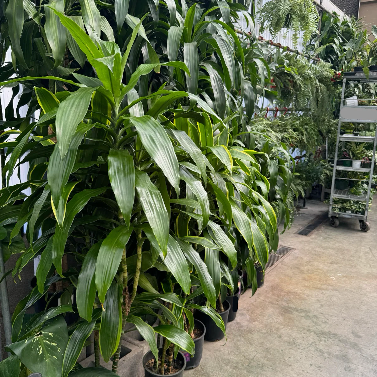 Pele Dracaena - Image 1