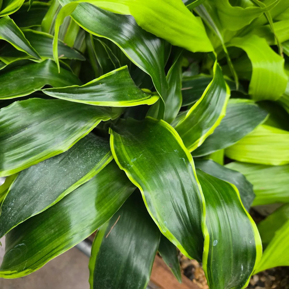 Pele Dracaena - Image 2